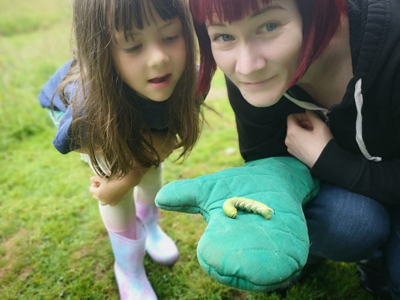 We found a Privet Hawk-moth caterpillar!