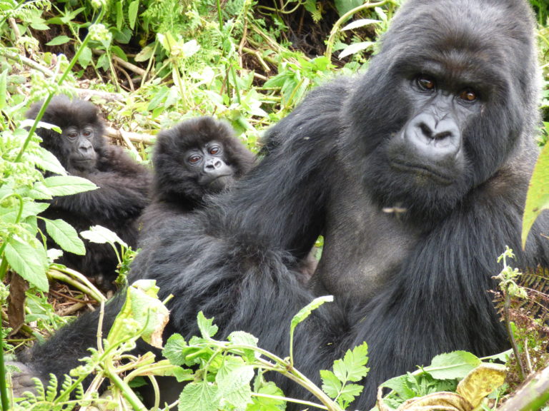 Gorilla Fathers