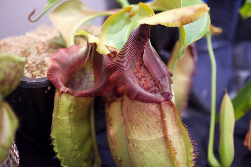 Beginners Guide to Carnivorous Plants