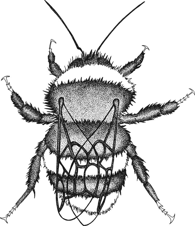 Bumblebee Conservation