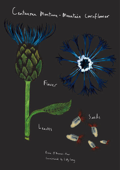 Botanical Illustration