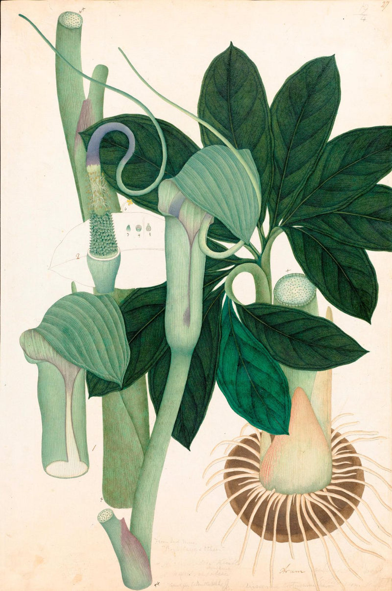 Historical Botanical Painters