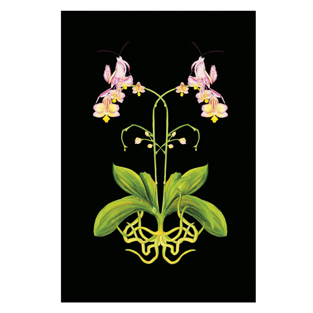 pink orchid mantis on orchid plant and black background