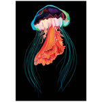 Jellyfish