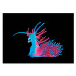 Nudibranch The First
