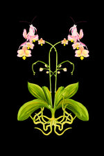 Orchid Mantis Tea Towel