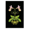 Orchid Mantis Art Print