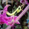 Rhombodera zhangi - Shield Mantis