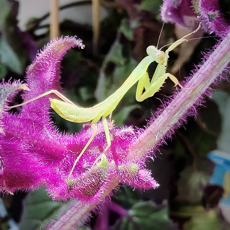 Rhombodera zhangi - Shield Mantis