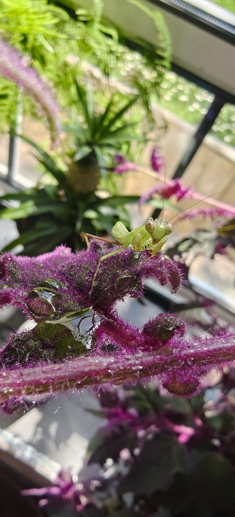 Rhombodera zhangi - Shield Mantis
