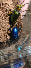 Sagra buqueti Frog Legged Beetles