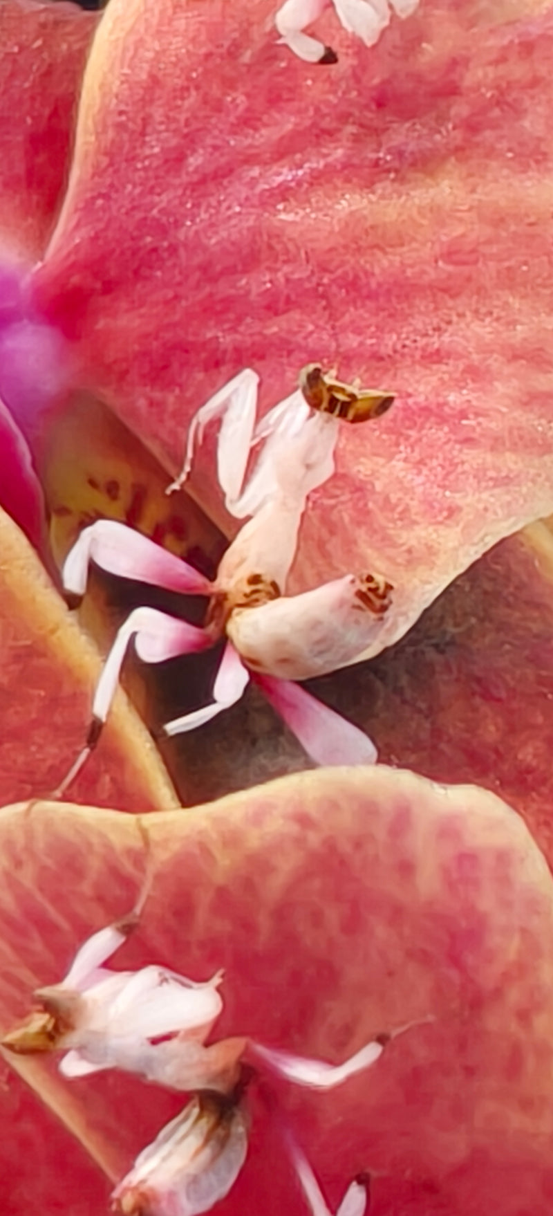 Orchid Mantis