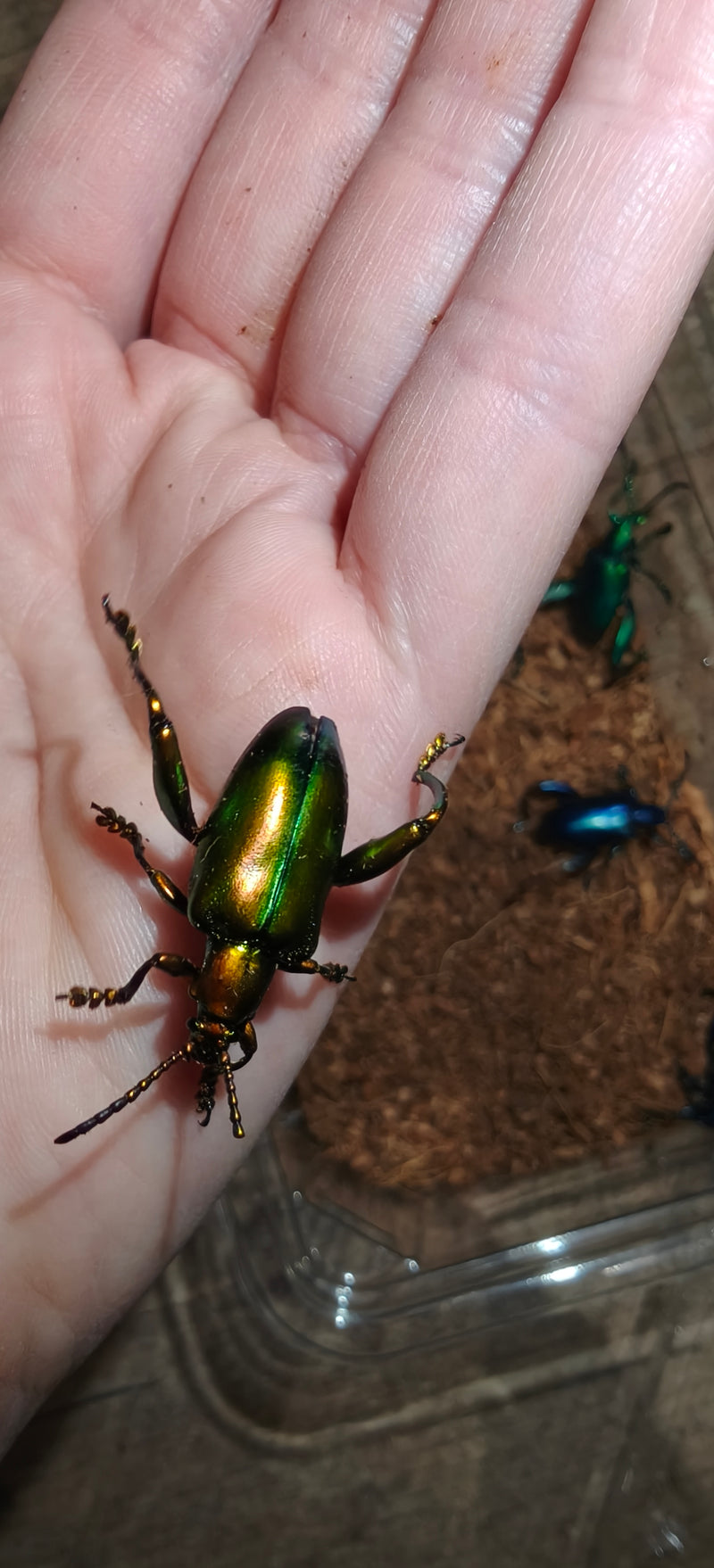 Sagra buqueti Frog Legged Beetles