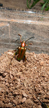 Sagra buqueti Frog Legged Beetles
