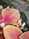 Orchid Mantis