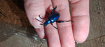 Sagra buqueti Frog Legged Beetles