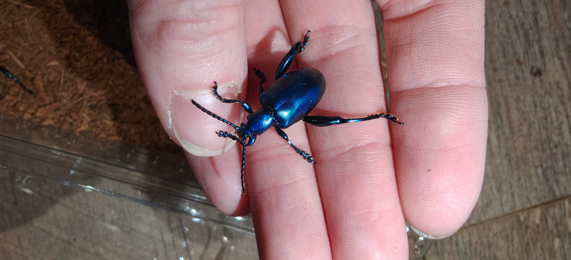 Sagra buqueti Frog Legged Beetles