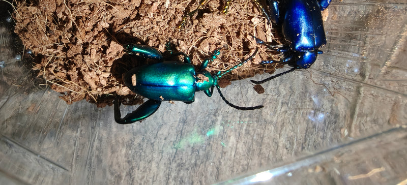 Sagra buqueti Frog Legged Beetles