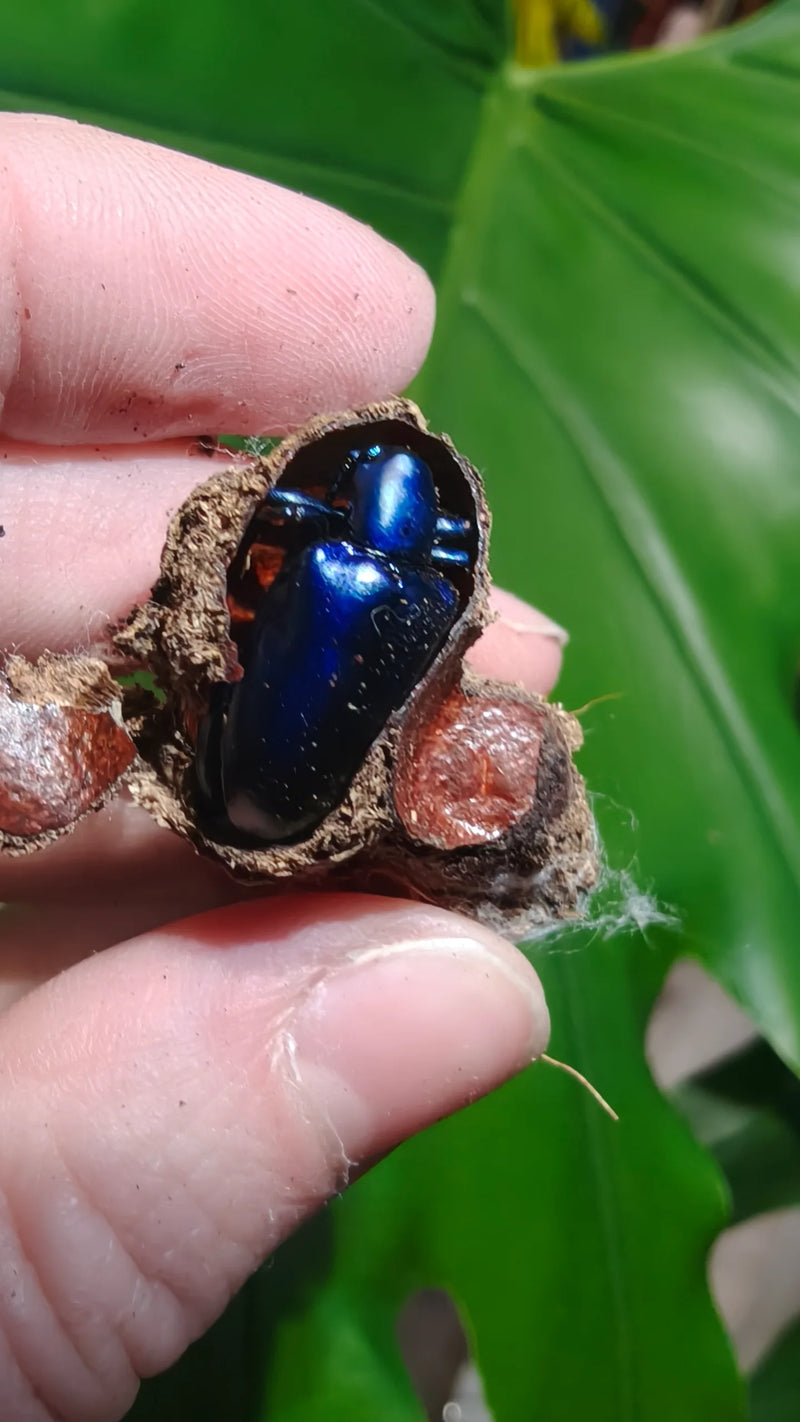 Sagra buqueti Frog Legged Beetles