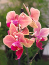Orchid Mantis