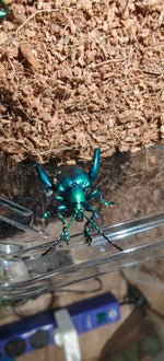 Sagra buqueti Frog Legged Beetles