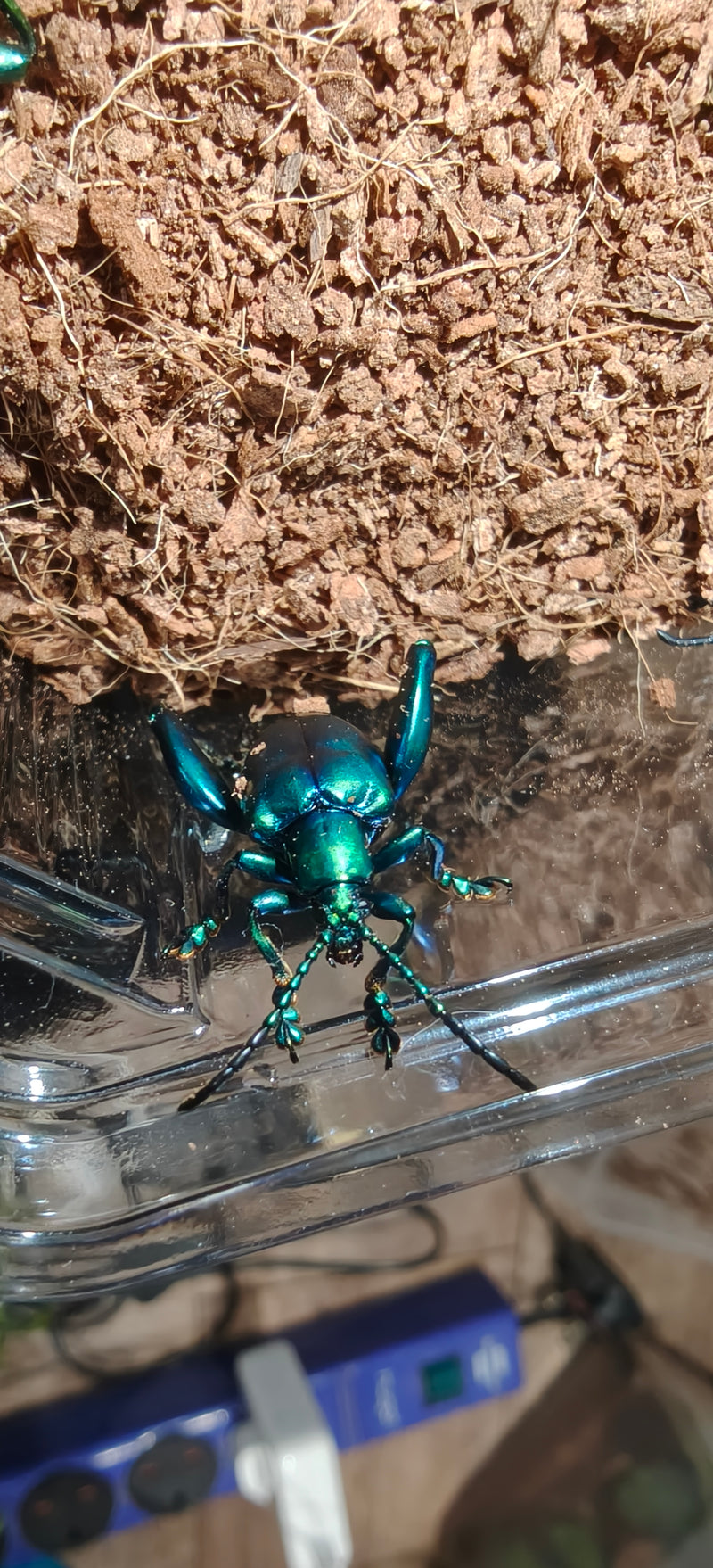 Sagra buqueti Frog Legged Beetles