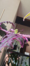 Rhombodera zhangi - Shield Mantis