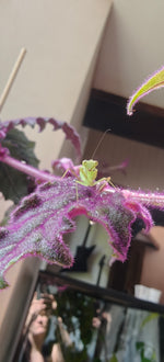 Rhombodera zhangi - Shield Mantis