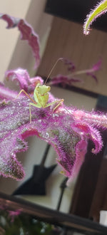 Rhombodera zhangi - Shield Mantis