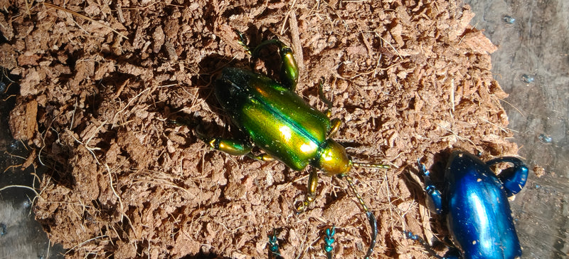 Sagra buqueti Frog Legged Beetles