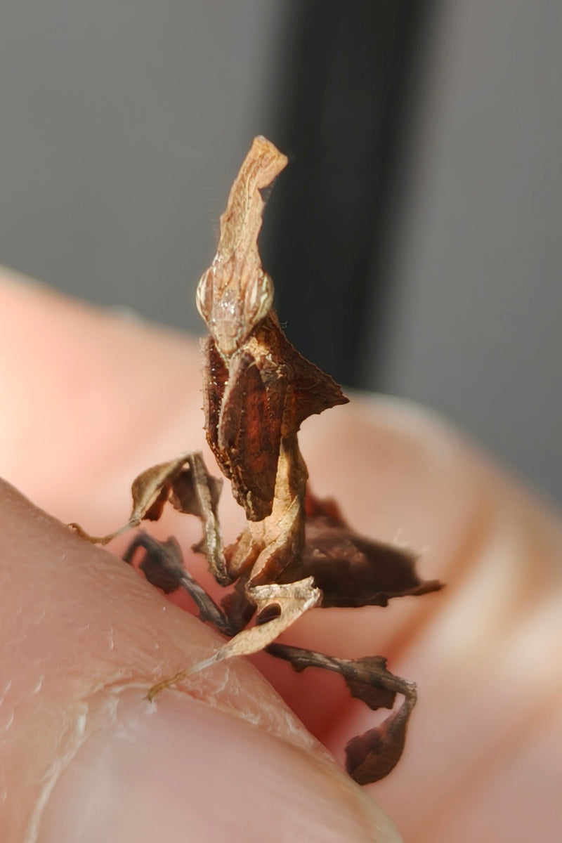 Ghost Mantis