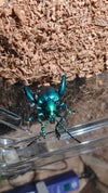 Sagra buqueti Frog Legged Beetles