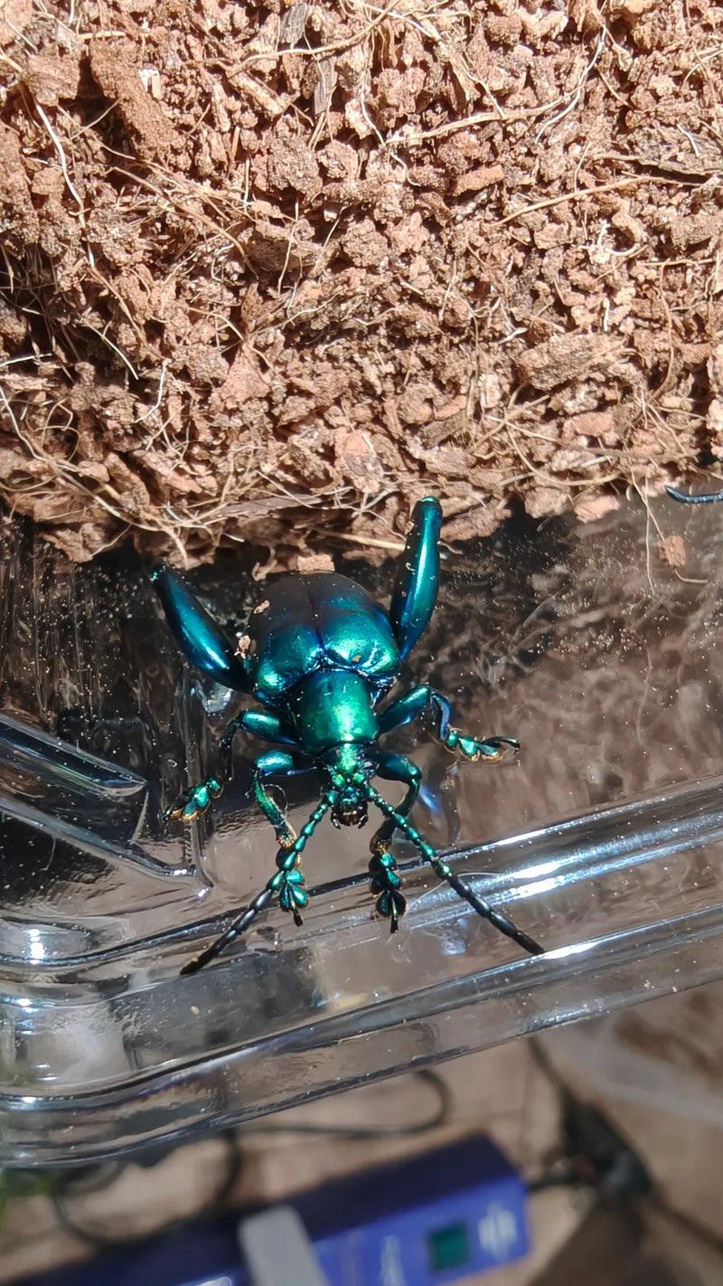 Sagra buqueti Frog Legged Beetles