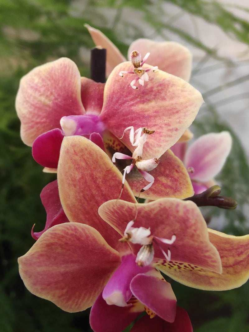 Orchid Mantis