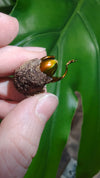 Sagra buqueti Frog Legged Beetles