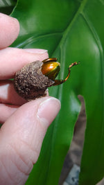 Sagra buqueti Frog Legged Beetles