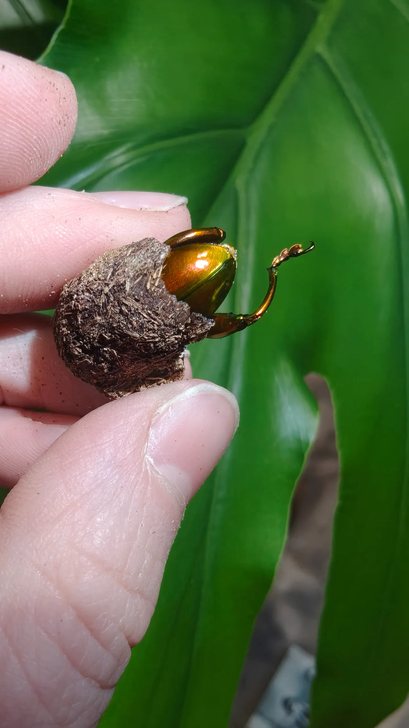 Sagra buqueti Frog Legged Beetles