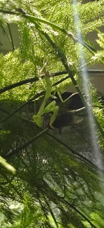 Rhombodera zhangi - Shield Mantis