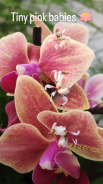 Orchid Mantis