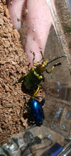 Sagra buqueti Frog Legged Beetles
