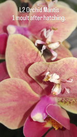 Orchid Mantis