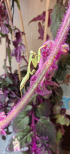 Rhombodera zhangi - Shield Mantis