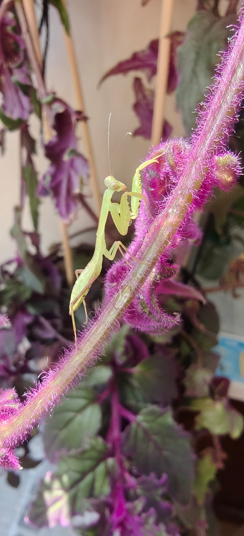Rhombodera zhangi - Shield Mantis