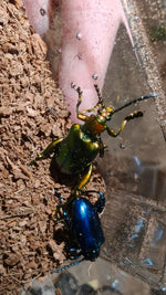 Sagra buqueti Frog Legged Beetles