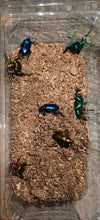 Sagra buqueti Frog Legged Beetles