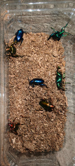Sagra buqueti Frog Legged Beetles