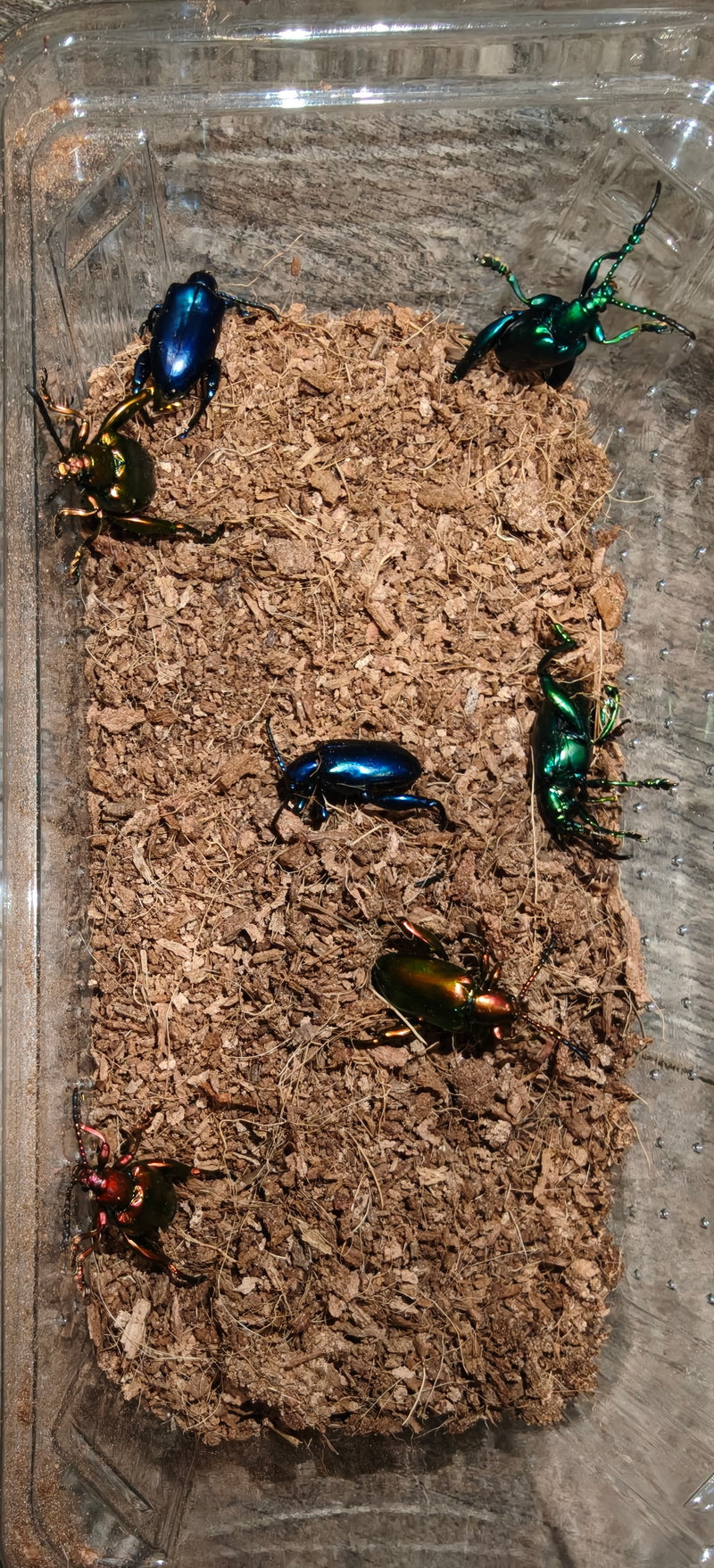 Sagra buqueti Frog Legged Beetles