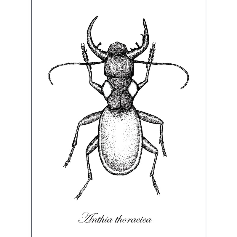 Anthia thoracica Beetle Art Print