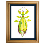 Leaf Insect 'Wynonna' Original Illustration - Colour