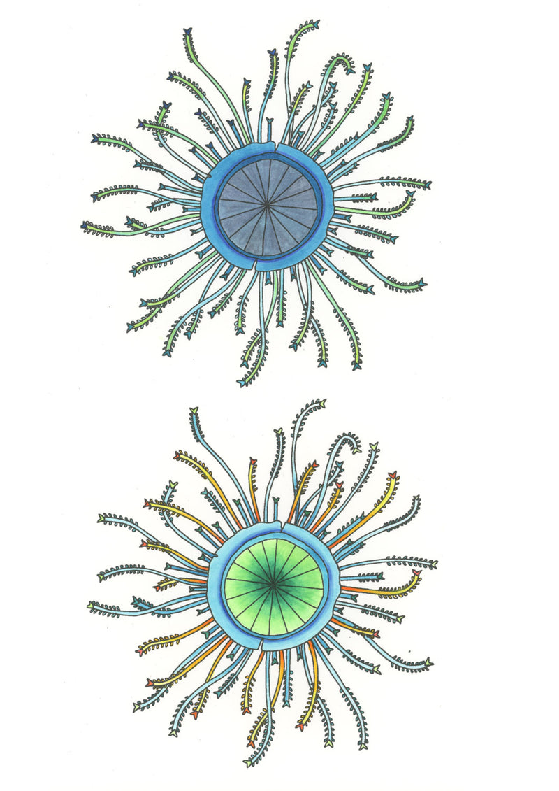 Blue Button Original Illustration - Colour